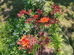 IMG_20250525_093626.jpg
