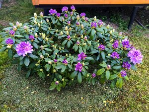 IMG_20250525_201124.jpg