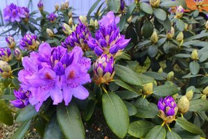 IMG_20250525_204408.jpg