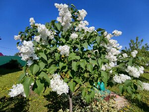 IMG_20250525_203218.jpg