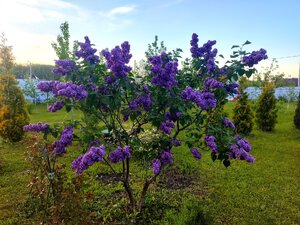 IMG_20250525_200829.jpg