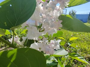 IMG_20250525_094442.jpg