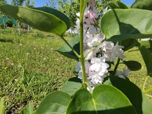 IMG_20250525_094459.jpg