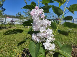 IMG_20250525_094519.jpg
