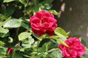 IMG_7867.JPG