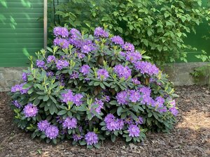 IMG_4968.jpeg