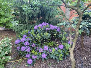 IMG_4967.jpeg