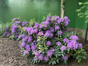 IMG_4970.jpeg