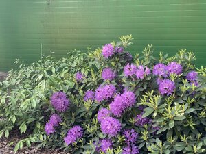 IMG_4969.jpeg