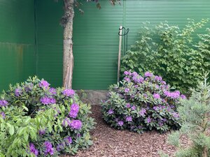 IMG_4903.jpeg