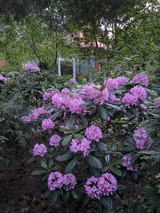 IMG_4884.jpeg