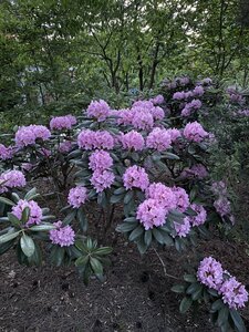 IMG_4883.jpeg