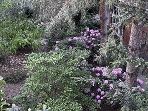 IMG_4882.jpeg