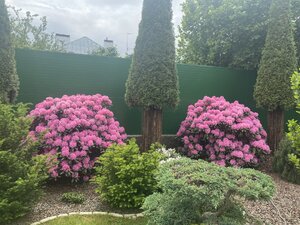 IMG_4905.jpeg
