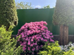 IMG_4895.jpeg