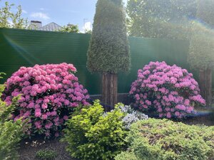 IMG_4894.jpeg