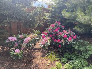 IMG_4966.jpeg