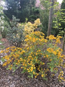 IMG_4954.jpeg