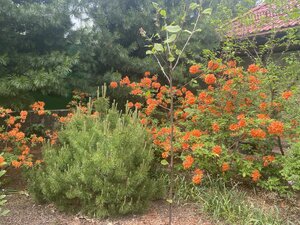 IMG_4911.jpeg