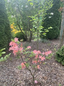 IMG_4919.jpeg