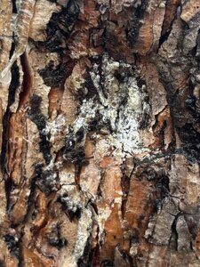 IMG_4588.jpeg