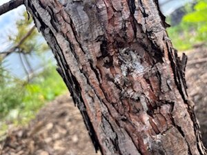 IMG_4592.jpeg