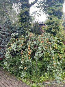 IMG_5421.jpeg