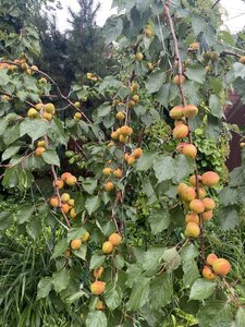 IMG_5422.jpeg