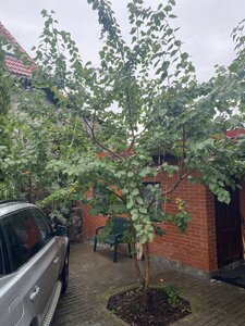 IMG_5423.jpeg