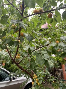 IMG_5425.jpeg
