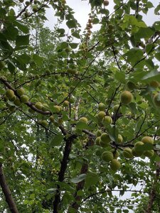 IMG_5455.jpeg