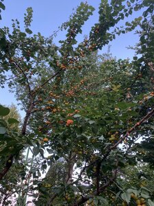 IMG_5585.jpeg