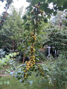 IMG_5587.jpeg