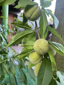 IMG_5576.jpeg
