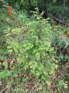 IMG_7176.jpeg