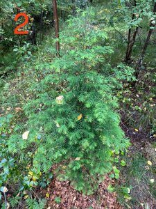 IMG_7183.jpeg