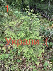 IMG_7176.jpeg