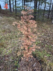 IMG_8185.jpeg