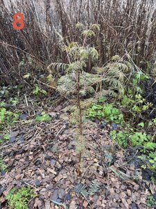 IMG_8198.jpeg