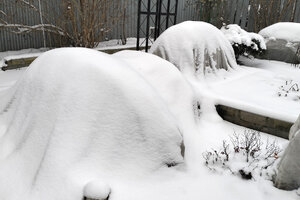 розы укр.jpg