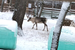 олень.jpg
