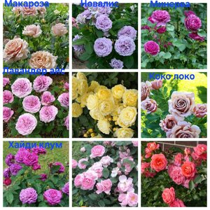 MyCollages (1).jpg