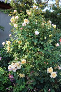 IMG_7916.JPG
