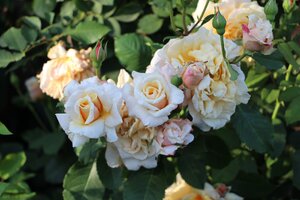IMG_7921.JPG