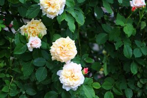 IMG_7427.JPG