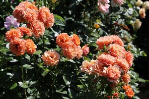 IMG_2537.JPG
