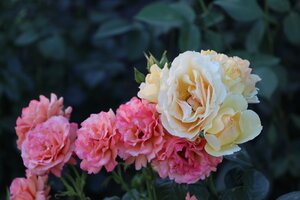 IMG_2840.JPG