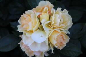 IMG_2841.JPG