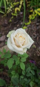7f027802-2c1e-49c3-b85b-fd526fd81f77.jpg