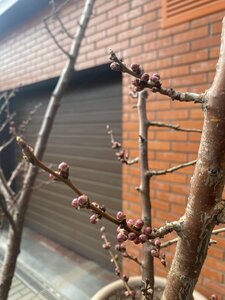 IMG_6935.jpeg